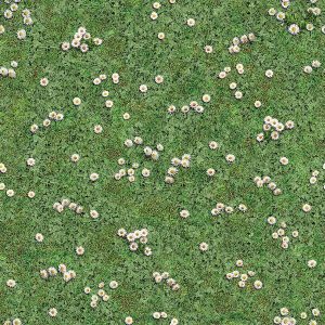 Crazy-Daisy.jpg Crazy Daisy